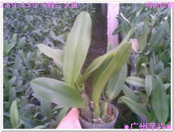 走進花卉世界網 探秘廣東省農業(yè)科學院花卉研究所的瑰麗花海